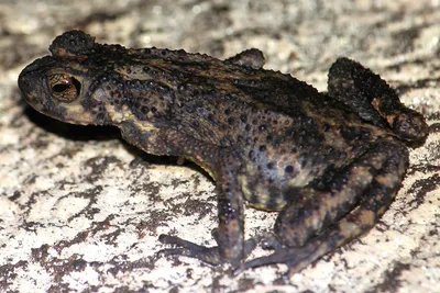 Камышовая жаба (Epidalea calamita) - Picture Fish