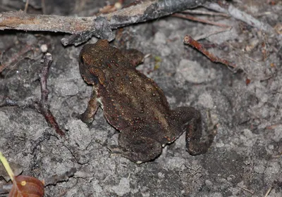 Mr. Lizard | Камышовая жаба. Фауна оренбургской области. | Дзен