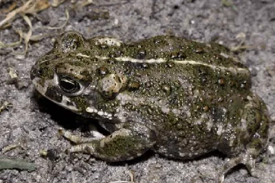 Камышовая жаба (Bufo calamita) [1988 Александровская Т.О., Васильева Е.Д.,  Орлова В.Ф. - Рыбы, амфибии, рептилии Красной книги СССР: Береги природу!]