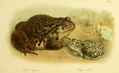 Камышовая жаба - 54 фото
