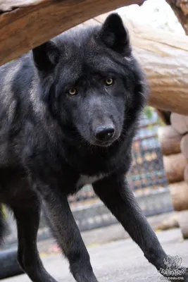 Волк канадский (Canis lupus pambasileus) — Зоопарк «Лимпопо» г. Нижний  Новгород – Нижегородский зоопарк