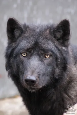 Волк канадский (Canis lupus pambasileus) — Зоопарк «Лимпопо» г. Нижний  Новгород – Нижегородский зоопарк