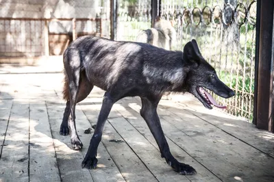 Канадский (черный) волк – Canis lupus pambasileus. Экспозиция Вольер хищных  млекопитающих. Сахалинский зооботанический парк.