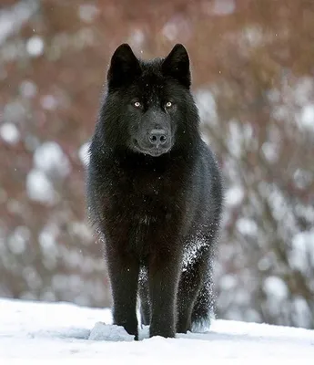 Canadian wolf Akela is the biggest in the world, is considering a new  aviary - YouTube