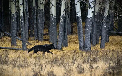 Black Canadian Wolf — FAN (закрыт) | ВКонтакте