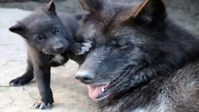 ВОЛК КАНАДСКИЙ (Canis lupus pambasileus) - Витебский зоопарк. Фото животных.