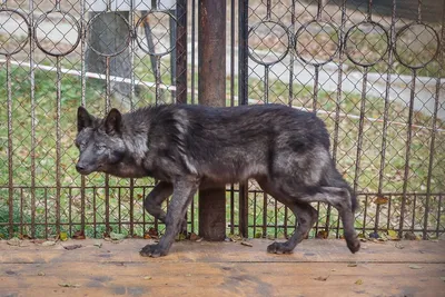 Канадский (черный) волк – Canis lupus pambasileus. Экспозиция Вольер хищных  млекопитающих. Сахалинский зооботанический парк.