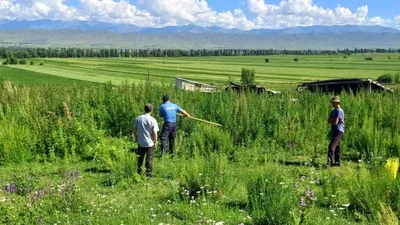 Милиционеры вручную скосили свыше тонны конопли на Иссык-Куле — фото