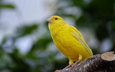 Птица канарейка; виды канареек, питание, обитание, фото, голос