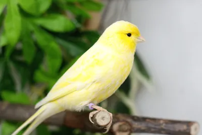 Канарейка 🐦 Как ухаживать за птичкой певчей | Pet7