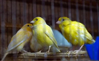 Канарейка — птичка певчая