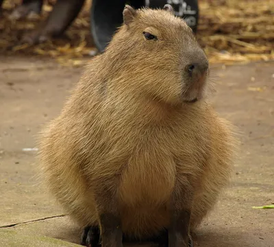 Капибара (лат. Hydrochoerus capybara) , фото капибар