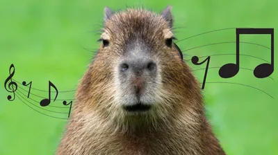 Capybara Song / Капибара | Know Your Meme