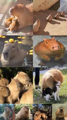 capybara wallpaper by me 💗 | Смешные фотографии животных, Щенки корги,  Капибара