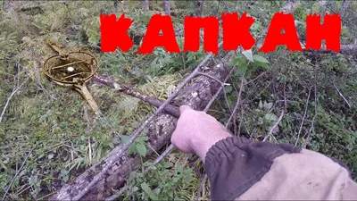 КАПКАН НА МЕДВЕДЯ В ЛЕСУ!КАМРАДЫ БДИТЕ - YouTube