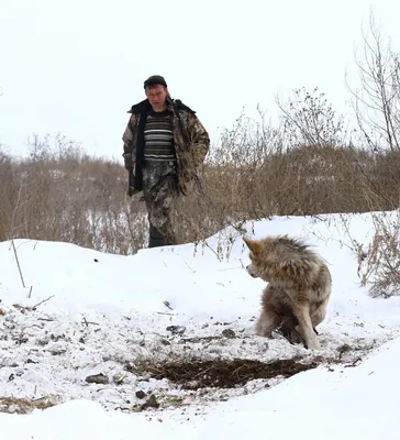 Попавший в капкан волк утонул в Сыктывдинском районе — КомиОнлайн