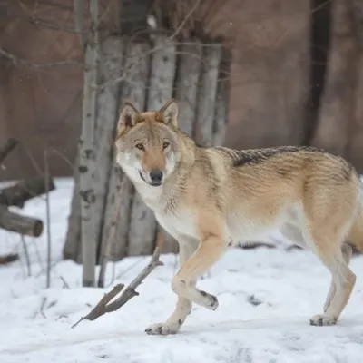 Капкан на волка. - Страница 90 - Траппинг - Hunting Club