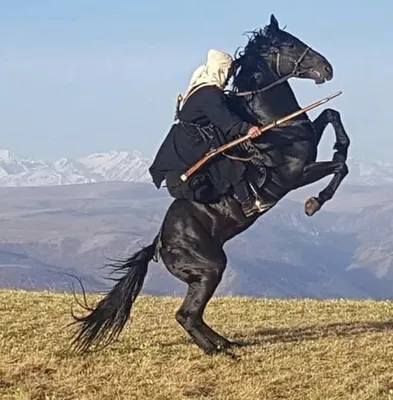 🐎Karachay horses🐎 (@kodzhakov_stable) • Instagram photos and videos