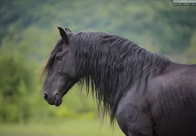 Файл:Karachay horse breeds.JPG — Википедия