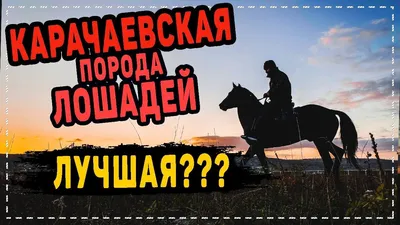 Карачаевкая лошадь