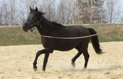 🐎Karachay horses🐎 (@kodzhakov_stable) • Instagram photos and videos