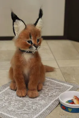 Caracal (read the status ) – купить на Ярмарке Мастеров – N3REECOM | Felted  Toy, Moscow | Каракал, Детеныши животных, Милые котики