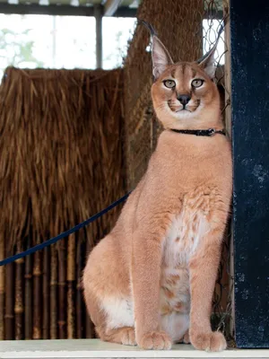 Домашний каракал: 🐈 фото, цена, описание кошки, характер, уход