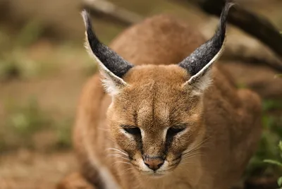 Каракал (лат. Caracal caracal)