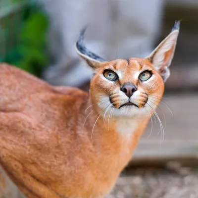 Дикие кошки: Каракал (Felis caracal)