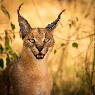 Дикие кошки: Каракал (Felis caracal)