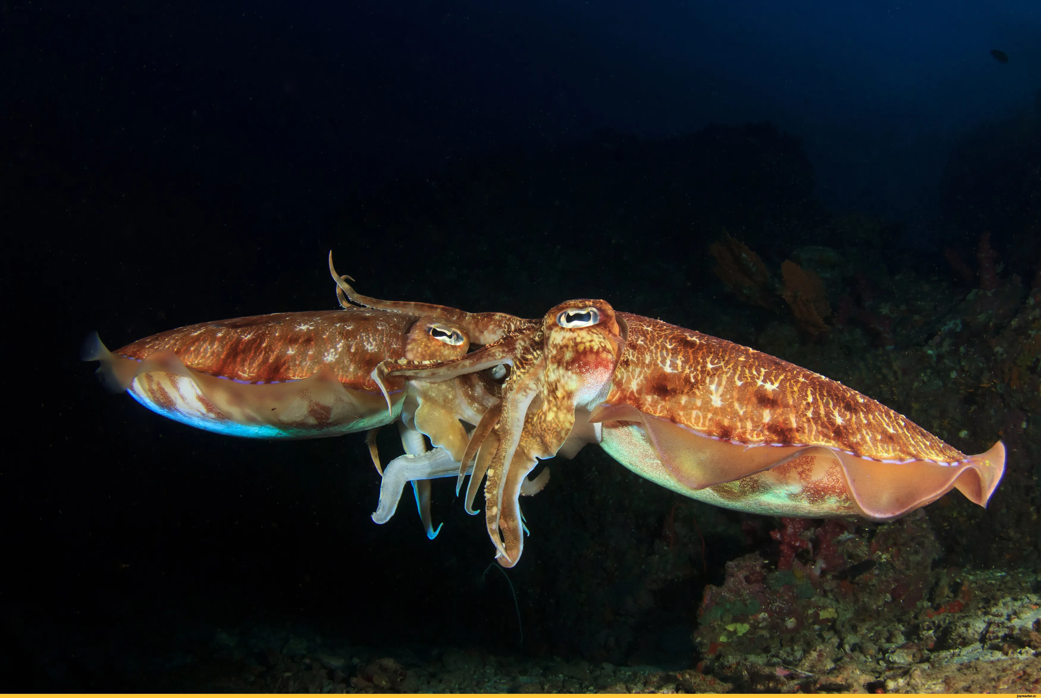 Каракатица обитание. Морской монах каракатица. Гигантская австралийская каракатица. Каракатица спаривание. Головоногие моллюски.