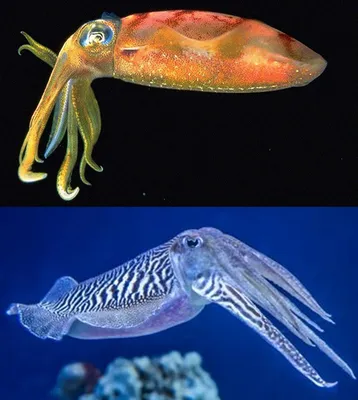 Чем отличаются осьминоги, кальмары и каракатицы