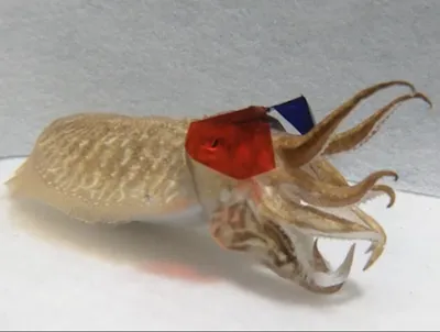 Каракатица: Запоминает обидчика и мстит всю жизнь. Как работает вендетта у  моллюсков? | Пикабу