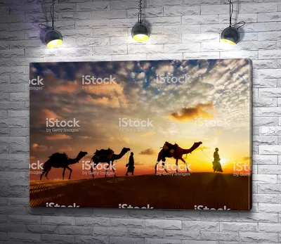 Купить фотообои Караван верблюдов идет через песчаные дюны в пустыне  сахара. Марокко, Африка 562138057 в интернет-магазине zakagioboi.ru