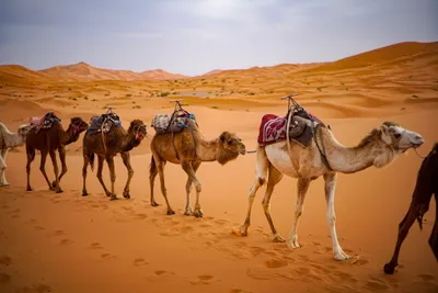 Скачать обои песок, люди, пустыня, бархан, караван разрешение 640x960  #177091