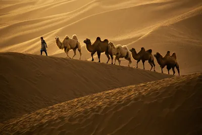 Караван верблюдов в Монголии стоковое фото ©Petrichuk 13813999