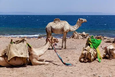 Караван верблюдов в пустыне на рассвете, созданный ai | Премиум Фото