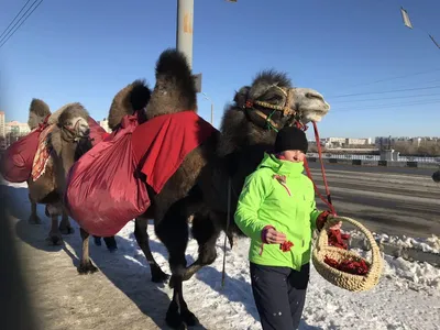 Караван верблюдов с грузом | РИА Новости Медиабанк