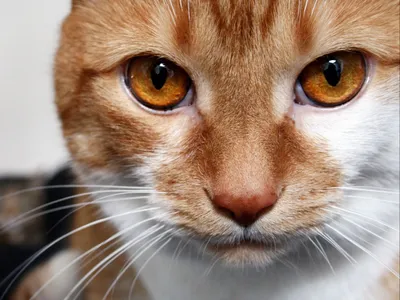 Скачать 1600x1200 кот, кошка, рыжий, смотрит, карие глаза, белый, полосатый  обои, картинки стандарт 4:3