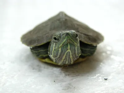 Карликовая черепаха фото