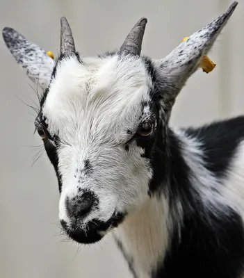 Камерунские козы купить - Купить дойную мини козу камерунской породы цена -  Zoo-Dom!