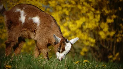 Карликовая камерунская коза, мини козы разного возраста: 7 000 грн. -  Другие сельхоз животные Киев на BON.ua 101683072