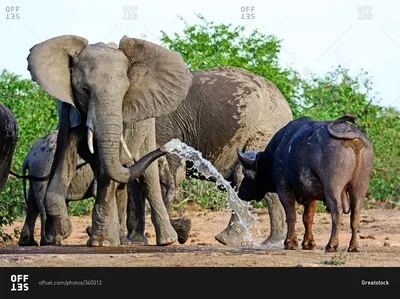 Карликовые слоники