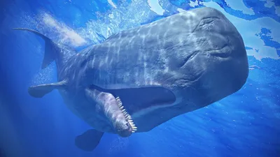 КАШАЛОТ - самый крупный хищник планеты! Фридайвер мира животных и Любитель  гигантских кальмаров! - YouTube