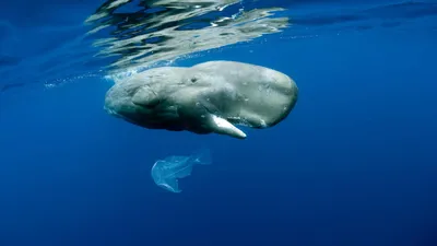 Обои на монитор | Животные | Кашалот, фото, под водой, кит