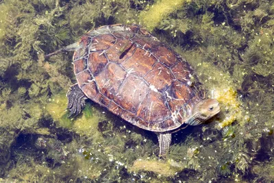 Каспийская черепаха фото