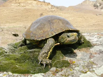 Каспийская черепаха (Mauremys caspica)