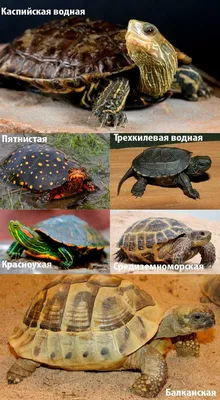 Болотная черепаха (Emys orbicularis)