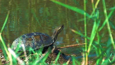 Postcard of RUSSIA 2017 - Russian Fauna - Turtles (4 postcards) | eBay