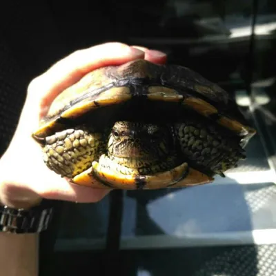 Կասպյան Ջրային Կրիա / Каспийская Черепаха / Caspian Turtle (Հայաստանի  Սողուններն ու Երկկենցաղները / Amphibians and Reptiles of Armenia) ·  iNaturalist